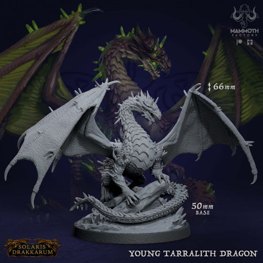 Young Tarralith Dragon - Roaring (50mm Base)
